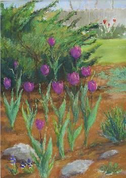 Purple Tulips