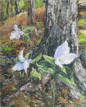 Trilliums #5